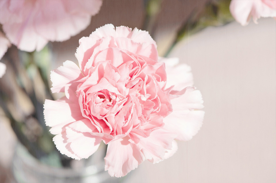 Top 10 mẫu hình nền hoa cẩm chướng đẹp và ấn tượng nhất